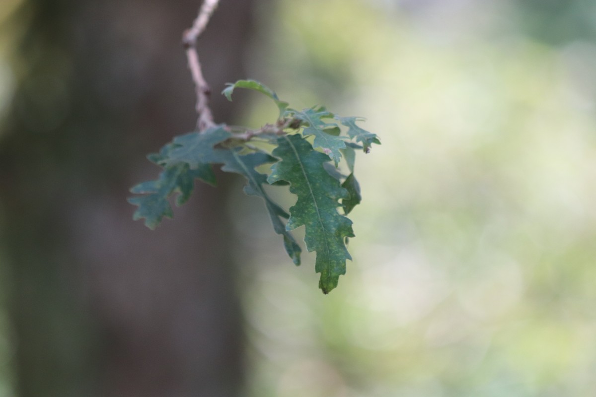 Quercus robur L.